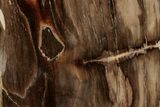 Polished, Petrified Wood (Metasequoia) Stand Up - Oregon #193612-2